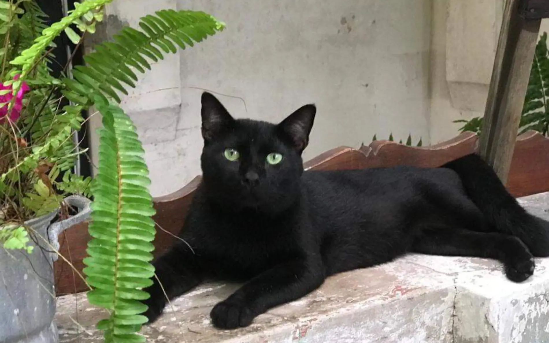 Por qué no debes regalar gatos negros en octubre una triste y cruel realidad  Yadira Hernández (1)